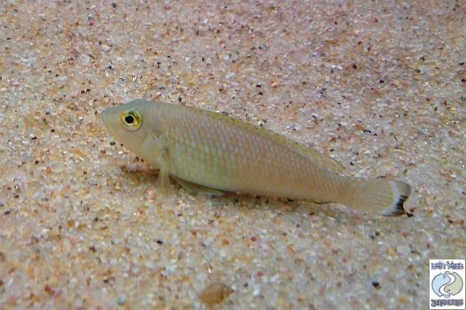 Lamprologus callipterus